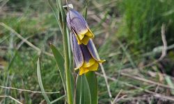 'Mahcup Lale' Görsel Şölen Sunuyor