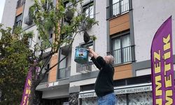 Şehrin Göbeğinde Arı İstilası Değil, "Misafirliği"
