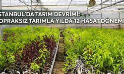 İstanbul'da Tarım Devrimi: Topraksız Tarımla Yılda 12 Hasat Dönemi!