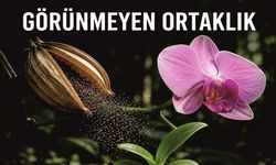 Doğanın En Gizli İttifakı: Bir Orkidenin Yaşam Mücadelesi Nasıl Başlıyor?
