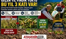 Samsun’da Fındık Bereketi