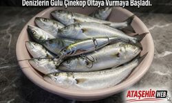 Denizlerin Gülü Çinekop Oltaya Vurmaya Başladı