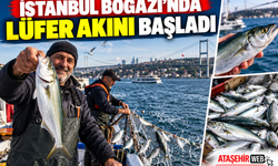 İstanbul Boğazı’nda Lüfer Akını Başladı