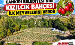 ÇANKIRI BELEDİYESİ’NİN KIZILCIK BAHÇESİ İLK MEYVELERİNİ VERDİ!
