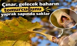Çınarın Yaprak Altındaki Gizli Bahar Hazırlığı