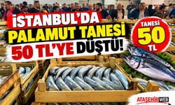 İstanbul’da Palamut Tanesi 50 TL’ye Düştü!