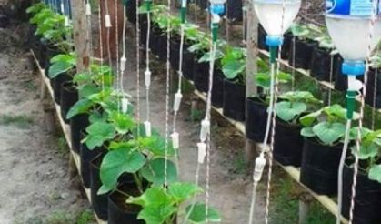 Bahçe Peyzaj Süsleme, Pet Şişe Kullanımı