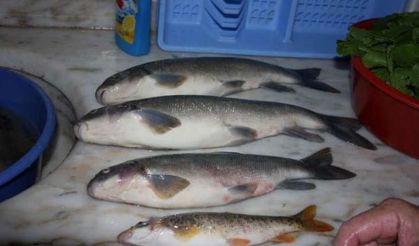 Çörekçiler köyü Fotoğrafları ,2011