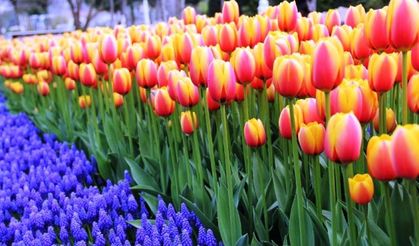 Kadıköy Göztepe Parkı Lale Resimleri 2017