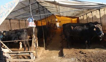 Kurbanlıklar Elde kaldı