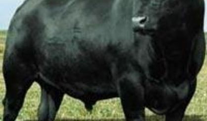 TASİŞ'TEN BÜYÜKBAŞ HAYVAN SATIŞI