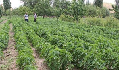 Malatya’da Yetiştirildi  Kilogramı 300 lira