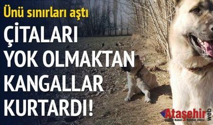 Çitaları yok olmaktan Kangallar kurtardı