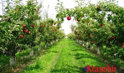 Pendik'e Meyve Bahçeleri