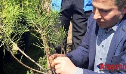 Ak Parti Ataşehir teşkilatı ağaç dikme etkinliği düzenledi
