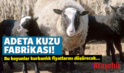 Bu koyunlar Yetiştireni zengin ediyor