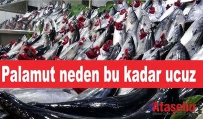 Palamut neden bu kadar ucuz