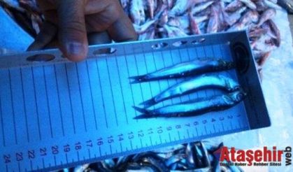 Balıkçılara denetim, bin 772 kg. balığa da el konuldu