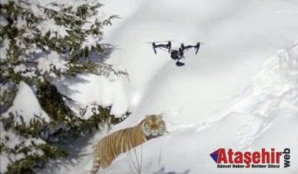 Sibirya kaplanları İHA'ya Saldırdı