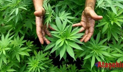 Hollanda’da kenevir yetiştirmek serbest