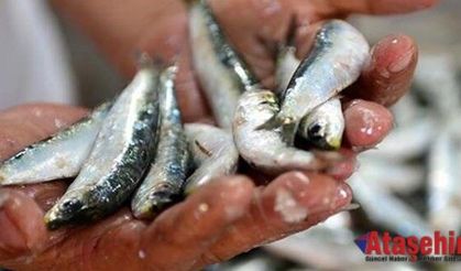 Sardalya en lezzetli dönemine girdi