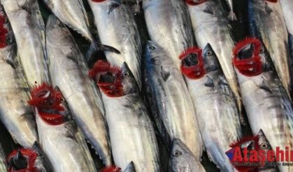 BU SEZON PALAMUT BOL OLACAK