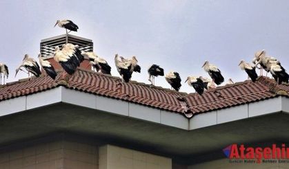 Göç Eden Leylekler Ümraniye’de Yağmur Molası Verdi