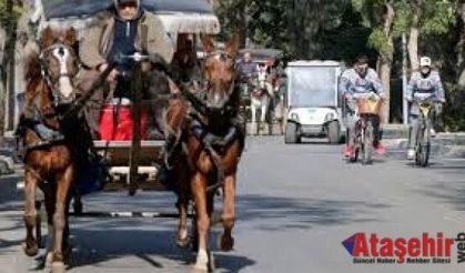 ADALAR’DAKİ ATLAR SAHİPLENDİRİLİYOR