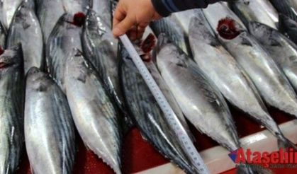 “Hopa’dan İğneadaya kadar Karadeniz Palamut dolu”