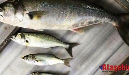 Defne Yaprağından, Çinekop'a Yolculuk