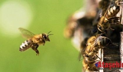 ARILARIN HAYRANLIK UYANDIRAN DÜNYASI