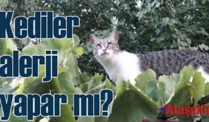 Alerji Yapmayan Kedi Var Mıdır?