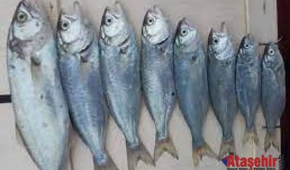 BİR BALIK BU KADAR MI GÜZEL ANLATILIR 