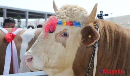 Kurbanlıklar Podyumda Boy Gösterdi…