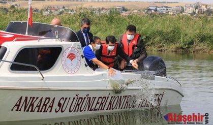 MOGAN GÖLÜ’NDE 100 BİN SAZAN