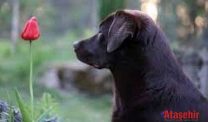 Baharda köpeğiniz için tehlikeli olabilecek 7 bitki