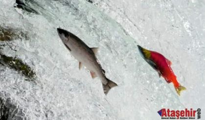 Somon balıkları Öyküsü