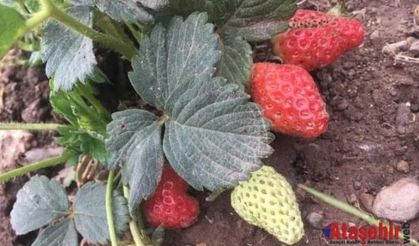 ÇİLEK YETİŞTİRMENİN PÜF NOKTALARI