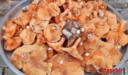 KANLICA MANTARI İLE İLGİLİ GENİŞ BİLGİ