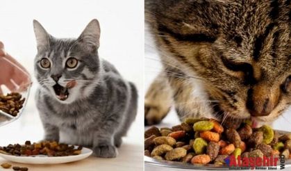 En Kaliteli Kedi Mamaları Hangileri?