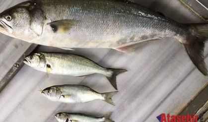 BİR BALIK BU KADAR MI GÜZEL ANLATILIR, Onun adı #PomatomusSaltatrix. 