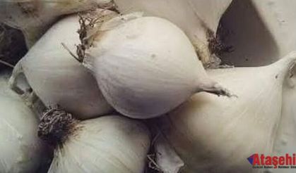 TUNCELİ SARIMSAĞI, ULA SARIMSAĞI