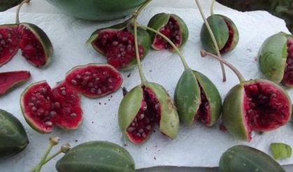 Kapari Şifa Kaynağı