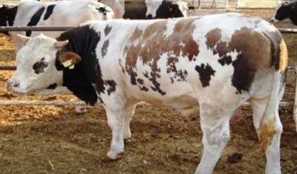 Neden kurban kesmeliyiz?