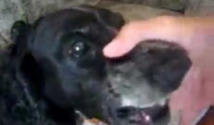 Maskaralık Yapan köpek,