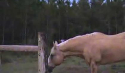 Videoyu İzle gör, Neler göreceksin