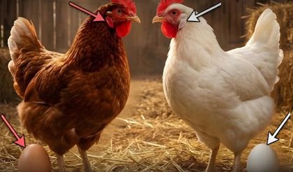 Yumurtanın Rengi Nerede Gizli?