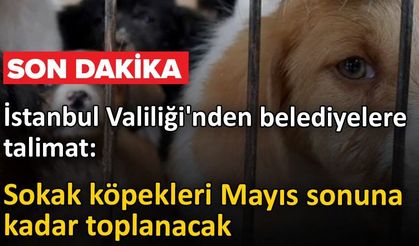 İstanbul Valiliği’nden 39 İlçeye "Sokak Köpeği" Talimatı: