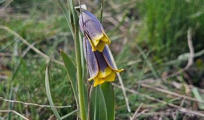 'Mahcup Lale' Görsel Şölen Sunuyor