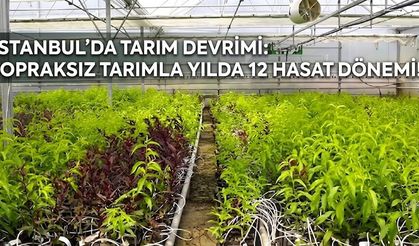 İstanbul'da Tarım Devrimi: Topraksız Tarımla Yılda 12 Hasat Dönemi!